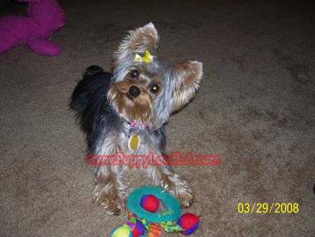 yorkie tinka